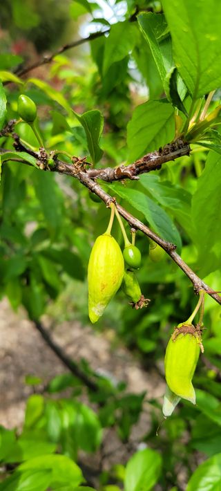덕포킴님의 자두 · 병해충상담 작성글 사진