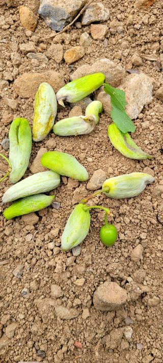 덕포킴님의 자두 · 병해충상담 작성글 사진