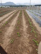 팜모닝 고구마·자유게시판 게시글 이미지