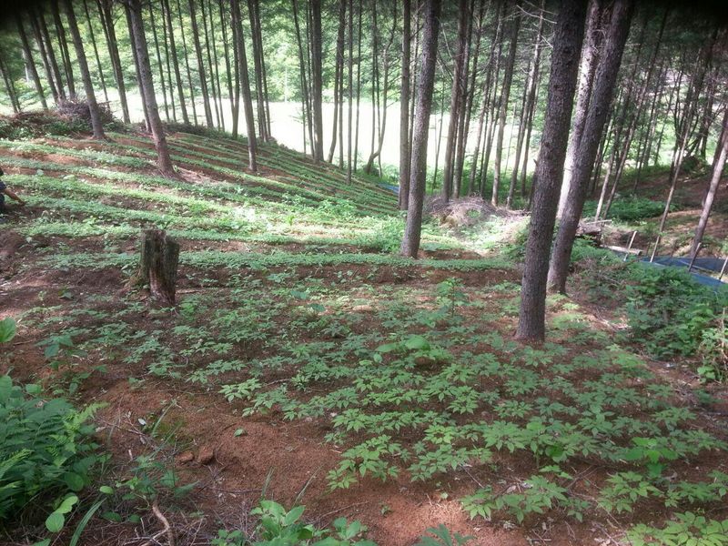 신재용님의 장터 판매 상품 [장뇌삼 할인판매 ] 첨부 사진