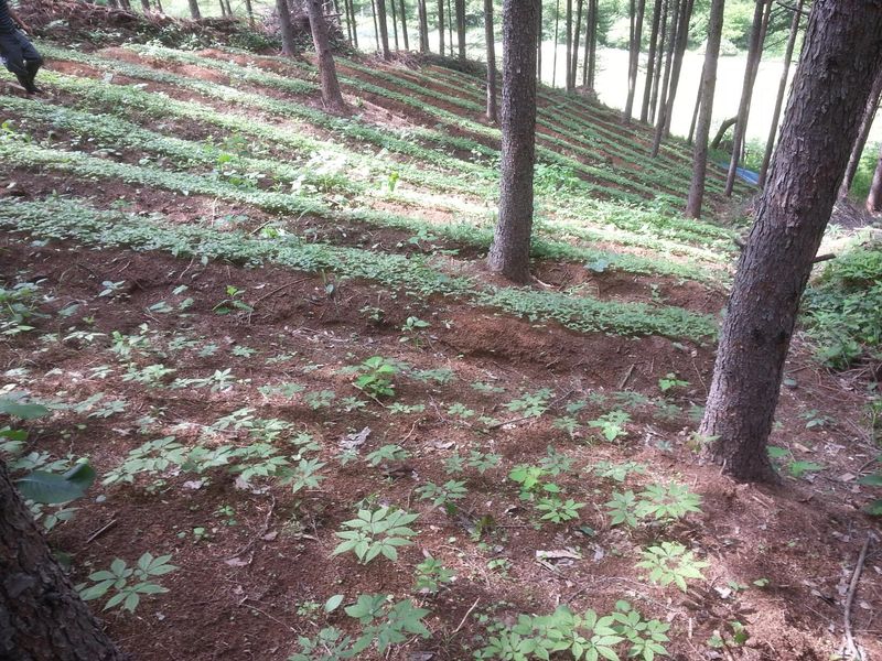 신재용님의 장터 판매 상품 [장뇌삼 할인판매 ] 첨부 사진
