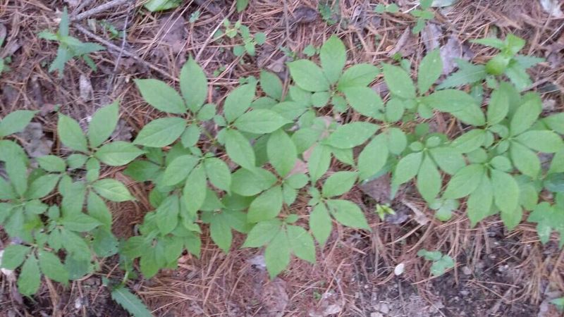 신재용님의 장터 판매 상품 [장뇌삼 할인판매 ] 첨부 사진