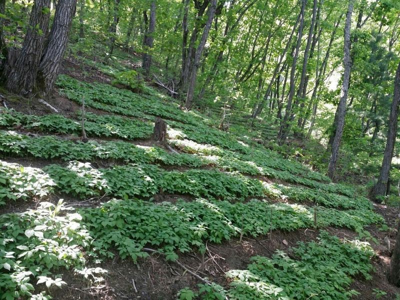 신재용님의 장터 판매 상품 [장뇌삼 할인판매 ] 첨부 사진