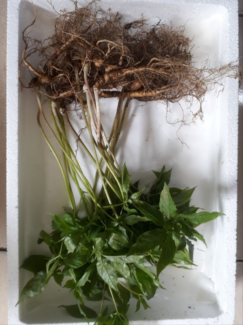 신재용님의 장터 판매 상품 [장뇌삼 할인판매 ] 첨부 사진