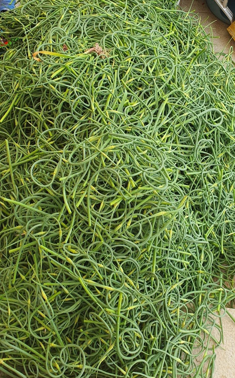 장터 상품 [(마감)홍산마늘 쫑 판매] 썸네일