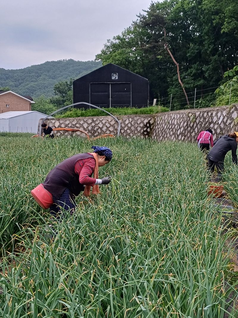 삼성농산님의 장터 판매 상품 [(마감)홍산마늘 쫑 판매] 첨부 사진