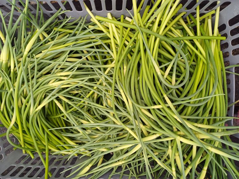 삼성농산님의 장터 판매 상품 [(마감)홍산마늘 쫑 판매] 첨부 사진