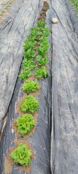 팜모닝 자유주제·자유게시판 게시글 이미지