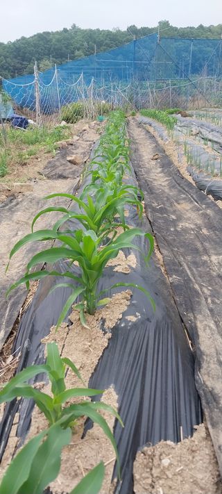 박명호님의 자유주제 · 자유게시판 작성글 사진