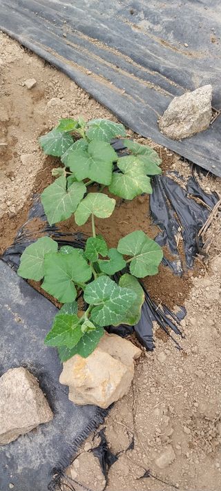 박명호님의 자유주제 · 자유게시판 작성글 사진