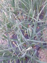 팜모닝 마늘·병해충상담 게시글 이미지