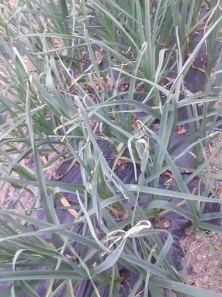 포천인삼농사꾼님의 마늘 · 병해충상담 작성글 사진