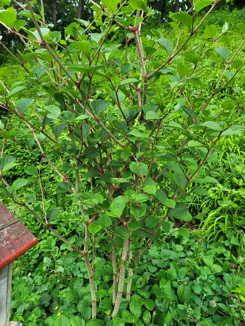 장터 상품 [청정 평화의댐 호장군과 둥굴 래] 썸네일