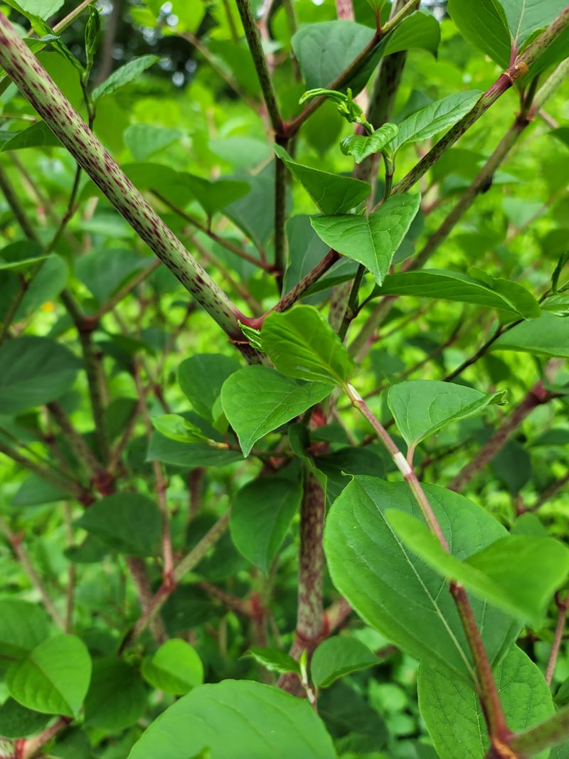 병풍취산채농원님의 장터 판매 상품 [청정 평화의댐 호장군과 둥굴 래] 첨부 사진