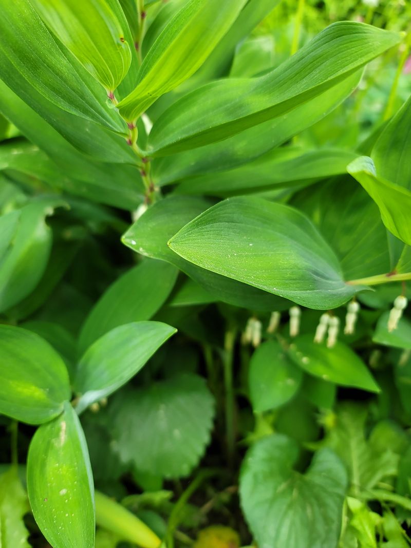 병풍취산채농원님의 장터 판매 상품 [청정 평화의댐 호장군과 둥굴 래] 첨부 사진