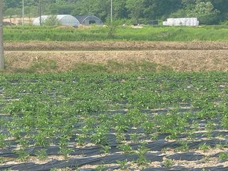 최선화님의 감자 · 자유게시판 작성글 사진