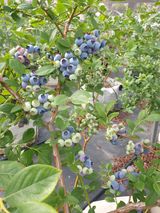 팜모닝 · 게시글 이미지