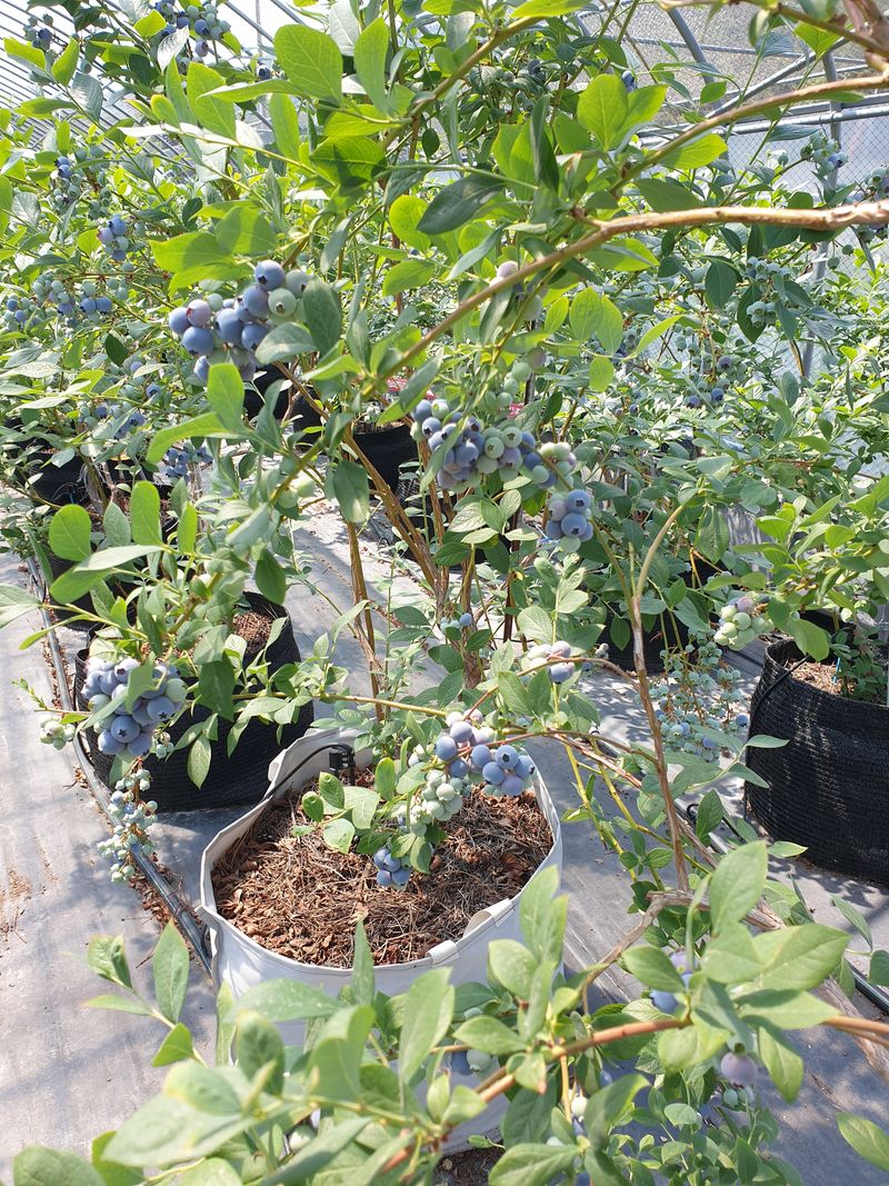 자연인이좋아요님의 장터 판매 상품 [블루베리1키로] 첨부 사진