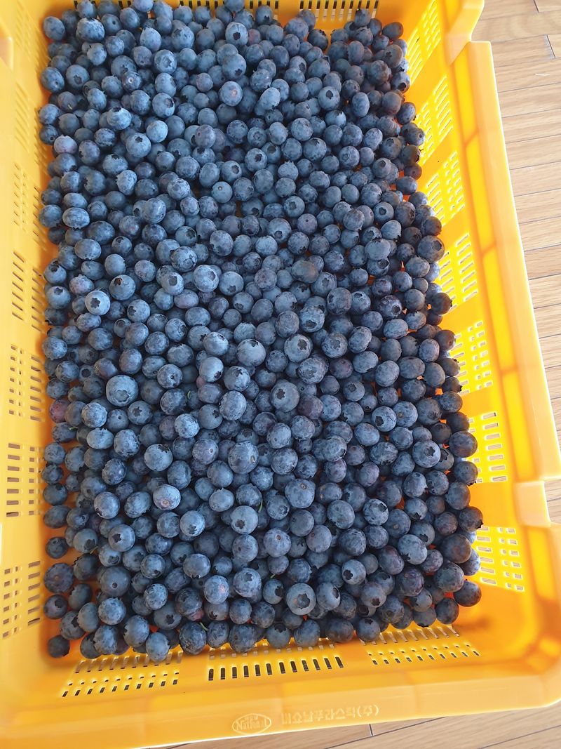 자연인이좋아요님의 장터 판매 상품 [블루베리1키로] 첨부 사진