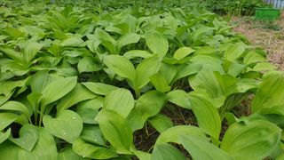 봉화랜드님의 들깨 · 자유게시판 작성글 사진