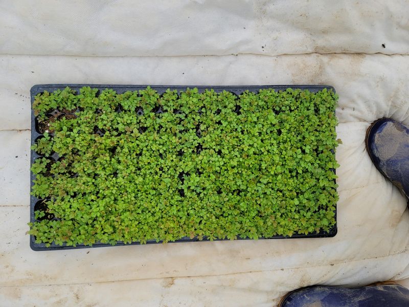 장터 상품 [눈개승마 땅드릅  묘종  부지깽이종근 ] 썸네일