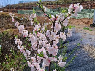 하니수니팜님의 우리동네 · 동네자랑 작성글 사진