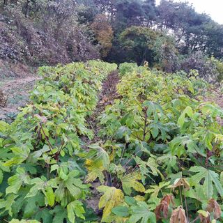 물방개(송인국)님의 자유주제 · 사진전 작성글 사진