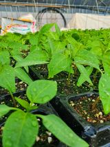 팜모닝 기타작물·병해충상담 게시글 이미지