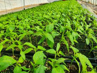 멋진여성농님의 기타작물 · 병해충상담 작성글 사진