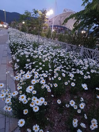 안영배님의 자유주제 · 자유게시판 작성글 사진