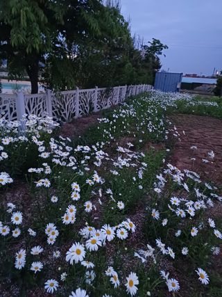 안영배님의 자유주제 · 자유게시판 작성글 사진