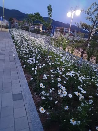 안영배님의 자유주제 · 자유게시판 작성글 사진