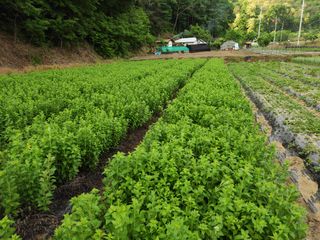 농민님의 기타작물 · 자유게시판 작성글 사진