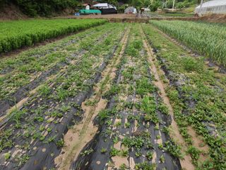 농민님의 기타작물 · 자유게시판 작성글 사진