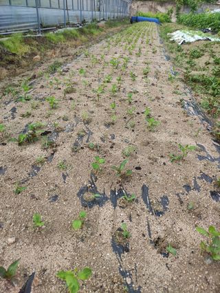 농민님의 기타작물 · 자유게시판 작성글 사진