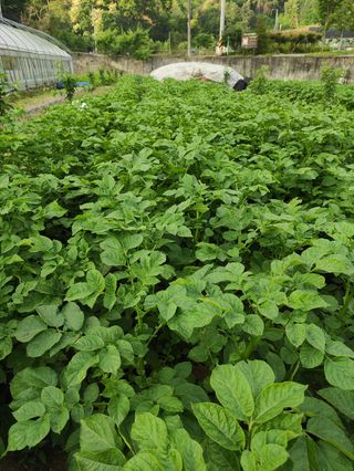 농민님의 기타작물 · 자유게시판 작성글 사진