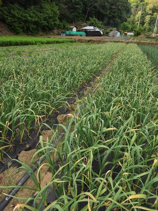 농민님의 기타작물 · 자유게시판 작성글 사진