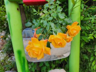 쏭이네농장(현자)님의 자유주제 · 자유게시판 작성글 사진