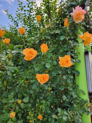 쏭이네농장(현자)님의 자유주제 · 자유게시판 작성글 사진