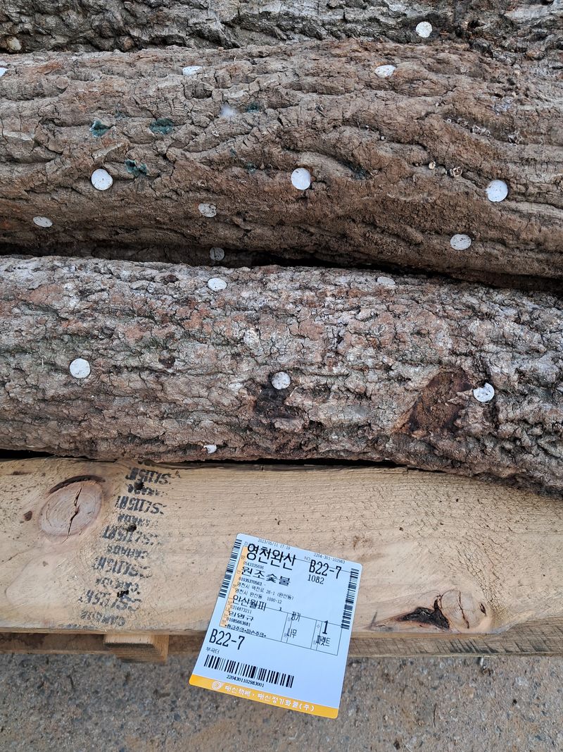 장터 상품 [표고버섯 성형종균 판매 10판 문의010 8566 3681 ] 썸네일