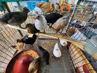 노아님의 기타작물 · 자유게시판 작성글 사진