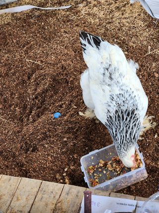 노아님의 기타작물 · 자유게시판 작성글 사진