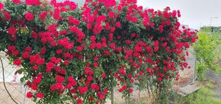 팜모닝회원 성주 님의 자유주제 · 자유게시판 작성글 사진