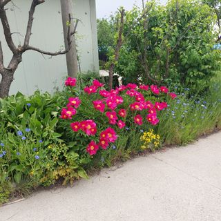 강원도 횡성군님의 참깨 · 자유게시판 작성글 사진