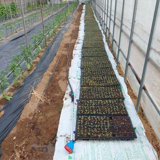 강원도 횡성군님의 참깨 · 자유게시판 작성글 사진