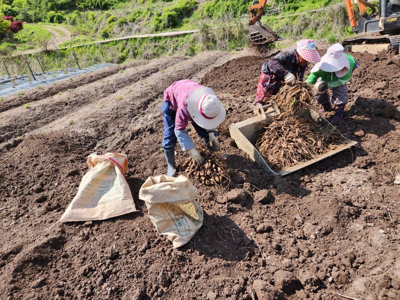 이창신님의 장터 판매 상품 [천문동생물3kg] 첨부 사진