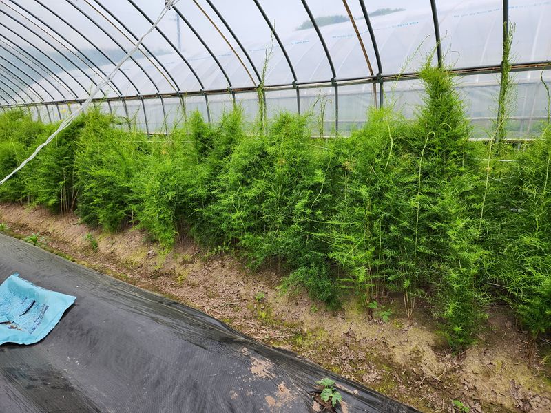 이창신님의 장터 판매 상품 [천문동생물3kg] 첨부 사진