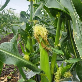 은주님의 옥수수 · 자유게시판 작성글 사진