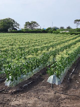은주님의 옥수수 · 자유게시판 작성글 사진