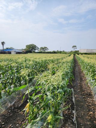 은주님의 옥수수 · 자유게시판 작성글 사진
